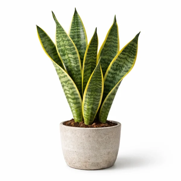 Mother-in-Law's Tongue (Dracaena trifasciata) plant