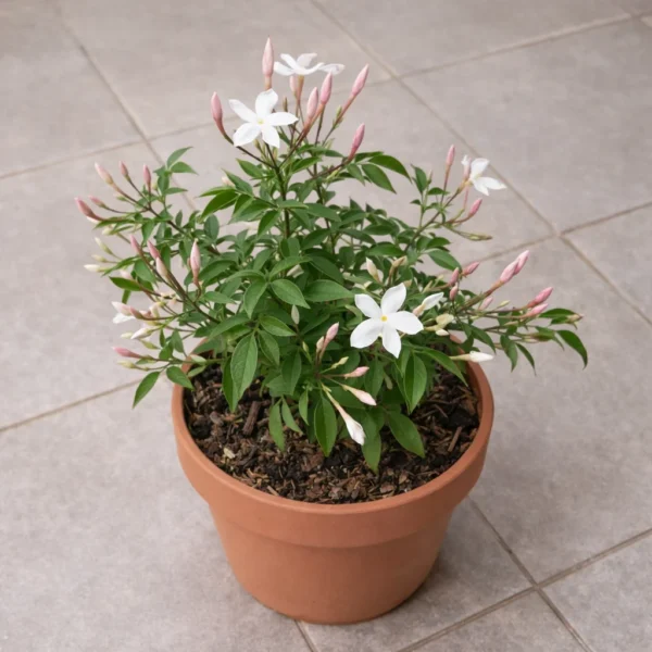 Pink Jasmine (Jasminum polyanthum) plant