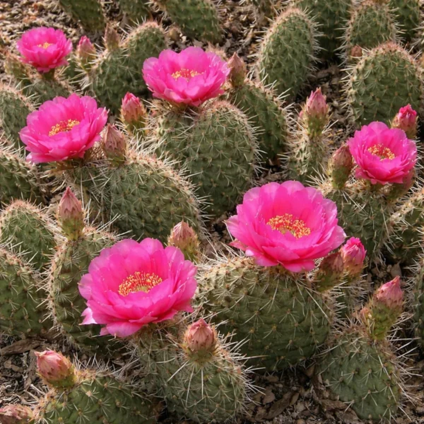 Plains Prickly Pear (Opuntia polyacantha) plant