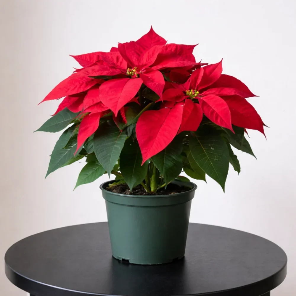 Poinsettia plant