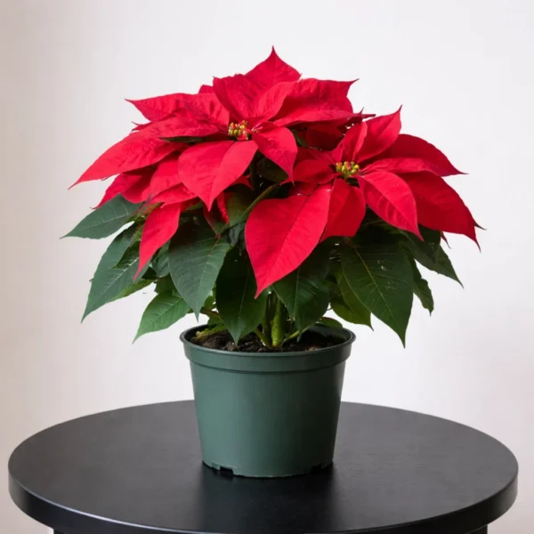 Poinsettia (Euphorbia pulcherrima) plant