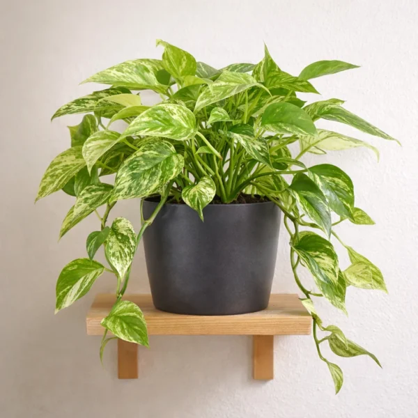 Pothos 'Marble Queen' plant