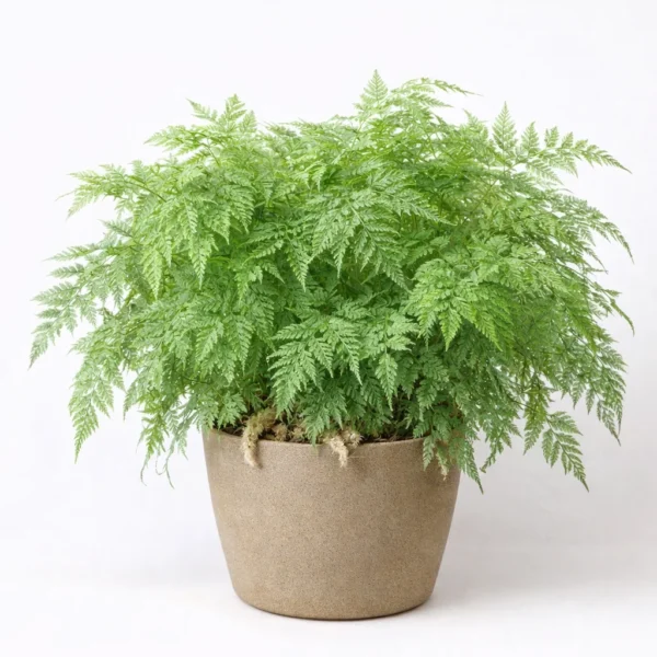 Rabbit’s Foot Fern (Davallia fejeensis) plant