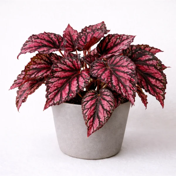 Rex Begonia plant