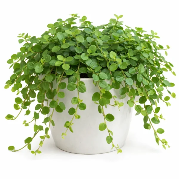 Round Leaf Peperomia (Peperomia rotundifolia) plant