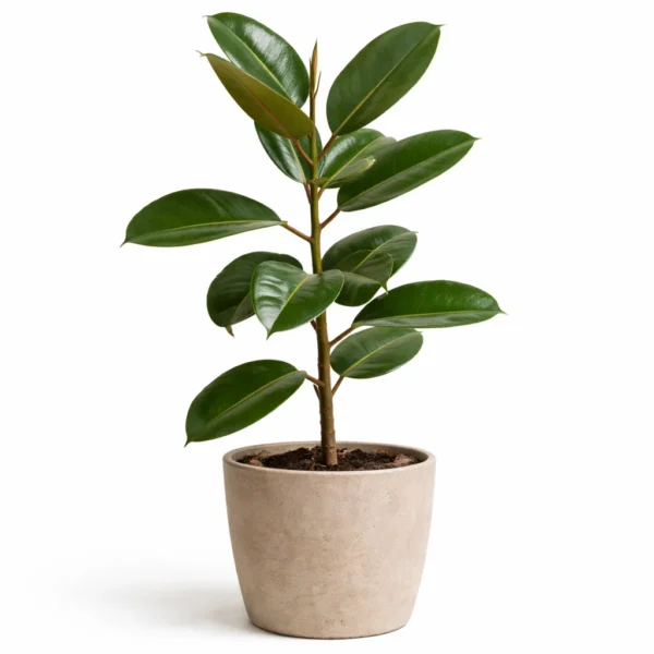 Rubber Plant (Ficus elastica)
