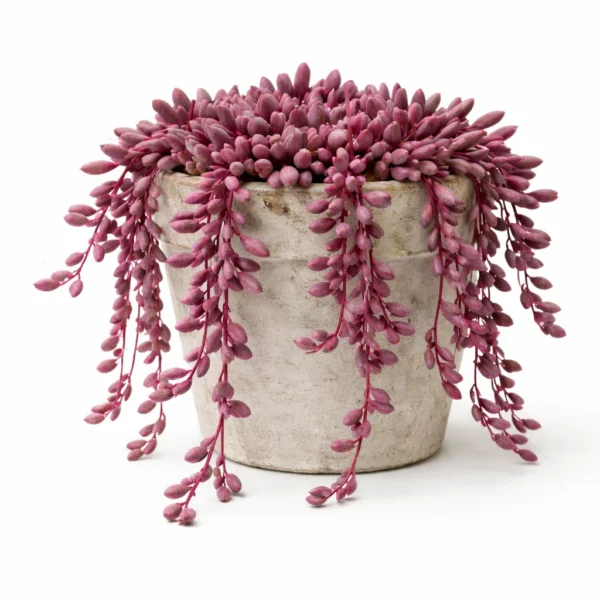 Ruby Necklace (Othonna capensis) plant