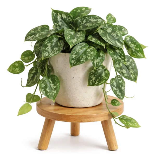 Satin Pothos (Scindapsus pictus) plant