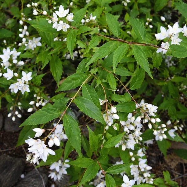 Slender Deutzia (Deutzia gracilis) plant