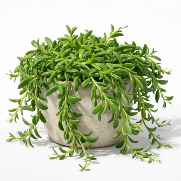 String Of Bananas (Curio radicans) plant