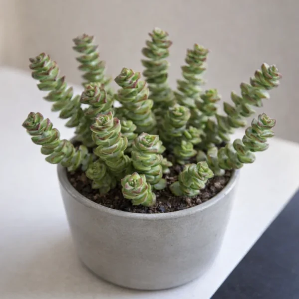String of Buttons (Crassula perforata) plant