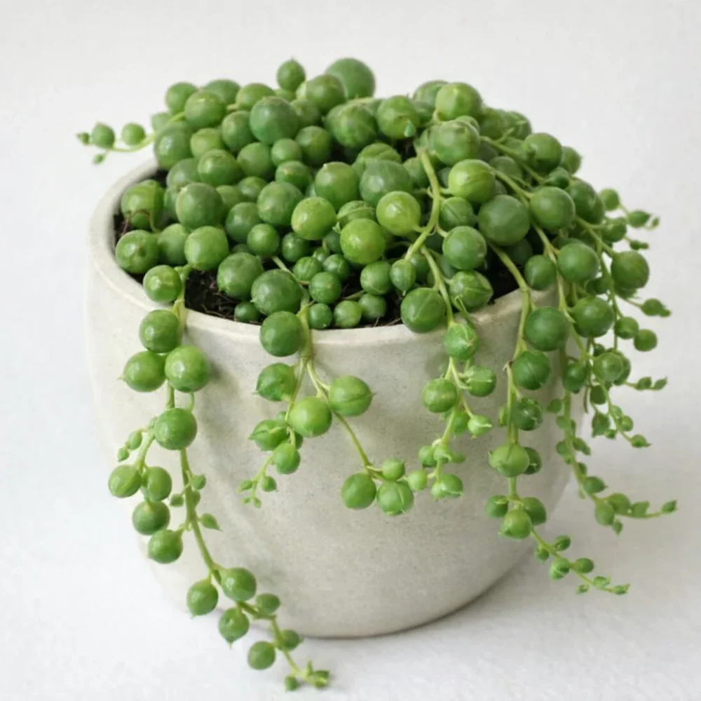 String of Pearls plant
