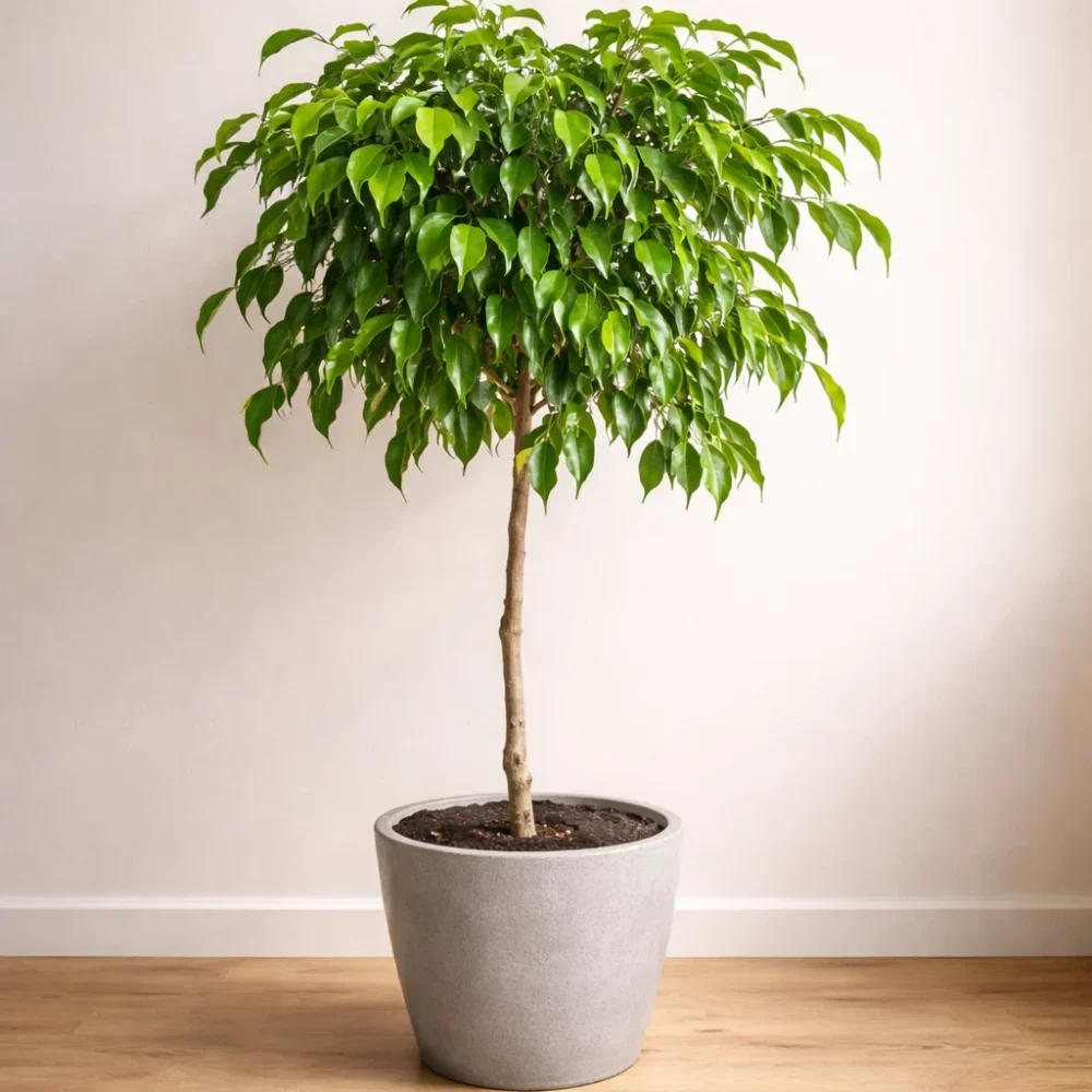 Weeping Fig plant