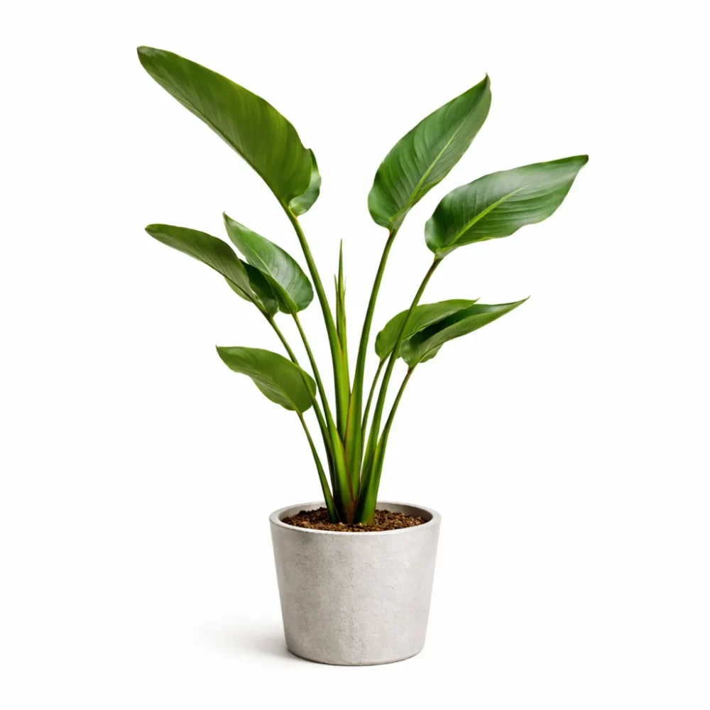 White Bird of Paradise plant