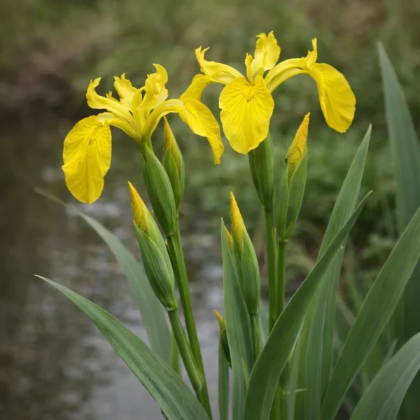 Yellow Flag Iris (Iris pseudacorus) plant