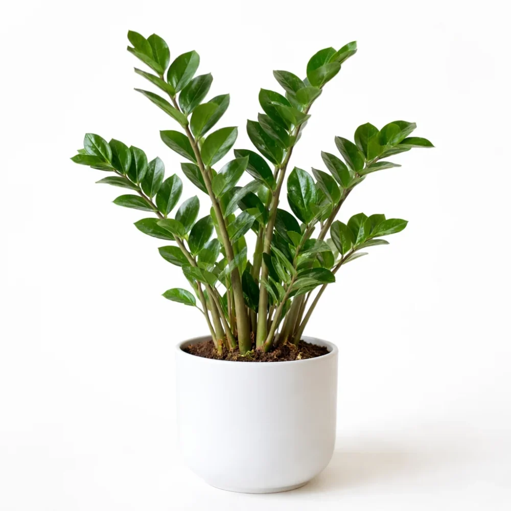 ZZ Plant plant
