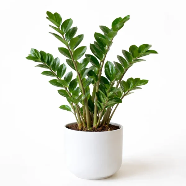 ZZ Plant (Zamioculcas zamiifolia)