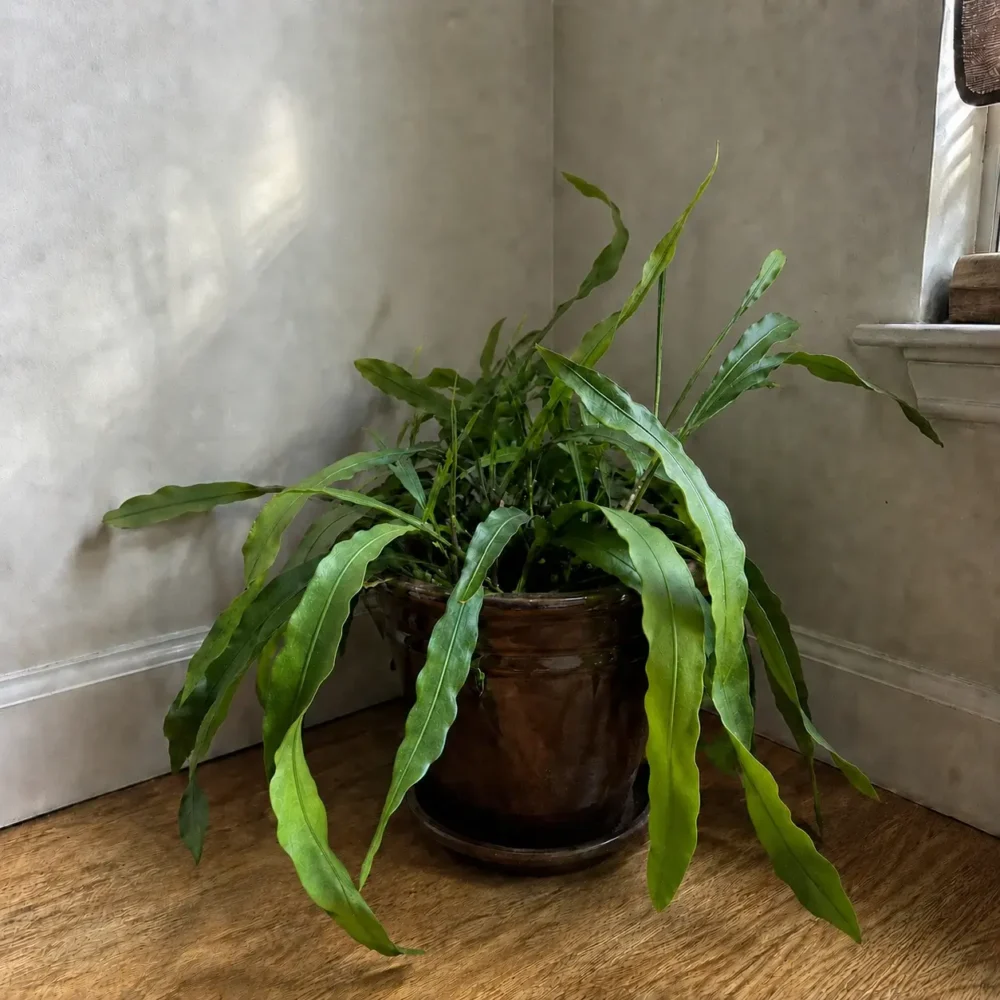 Queen of the Night Not Blooming: Causes and Solutions