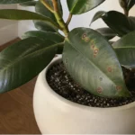 Brown Spots on Rubber Plant Leaves: Overwatering, Leaf Spot, or Sunburn?