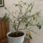 Kumquat Dropping Leaves: Why It Happens and How to Stop It