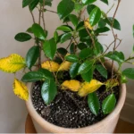 Why Are Mandevilla Leaves Turning Yellow? Causes and Solutions