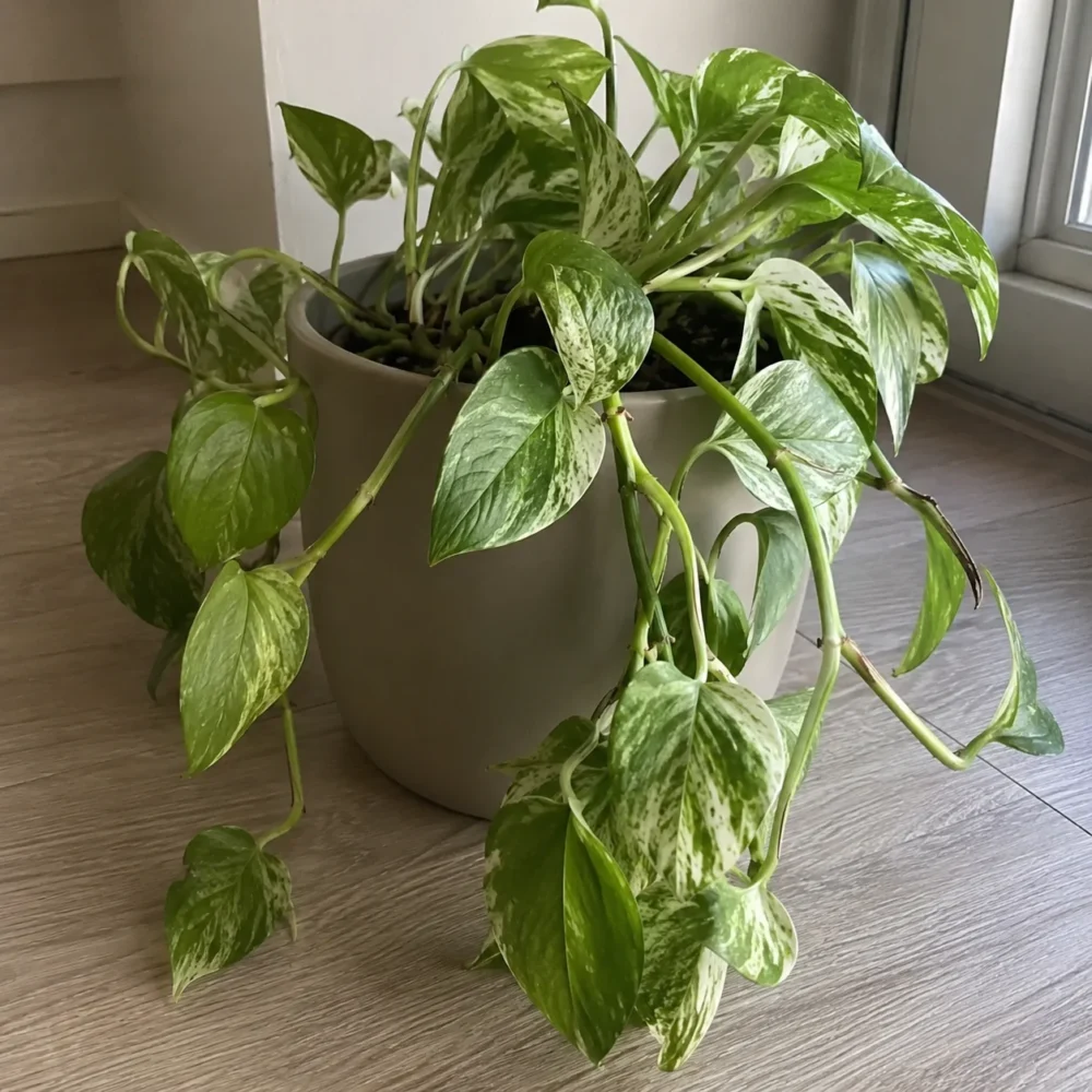 Why Is My Marble Queen Pothos Drooping?