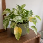 Marble Queen Pothos Leaves Turning Yellow: Causes and Solutions