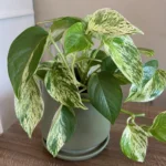Marble Queen Pothos Losing Variegation: How to Bring Back Marbled Leaves