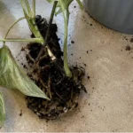 Marble Queen Pothos Root Rot: Warning Signs and How to Save the Plant