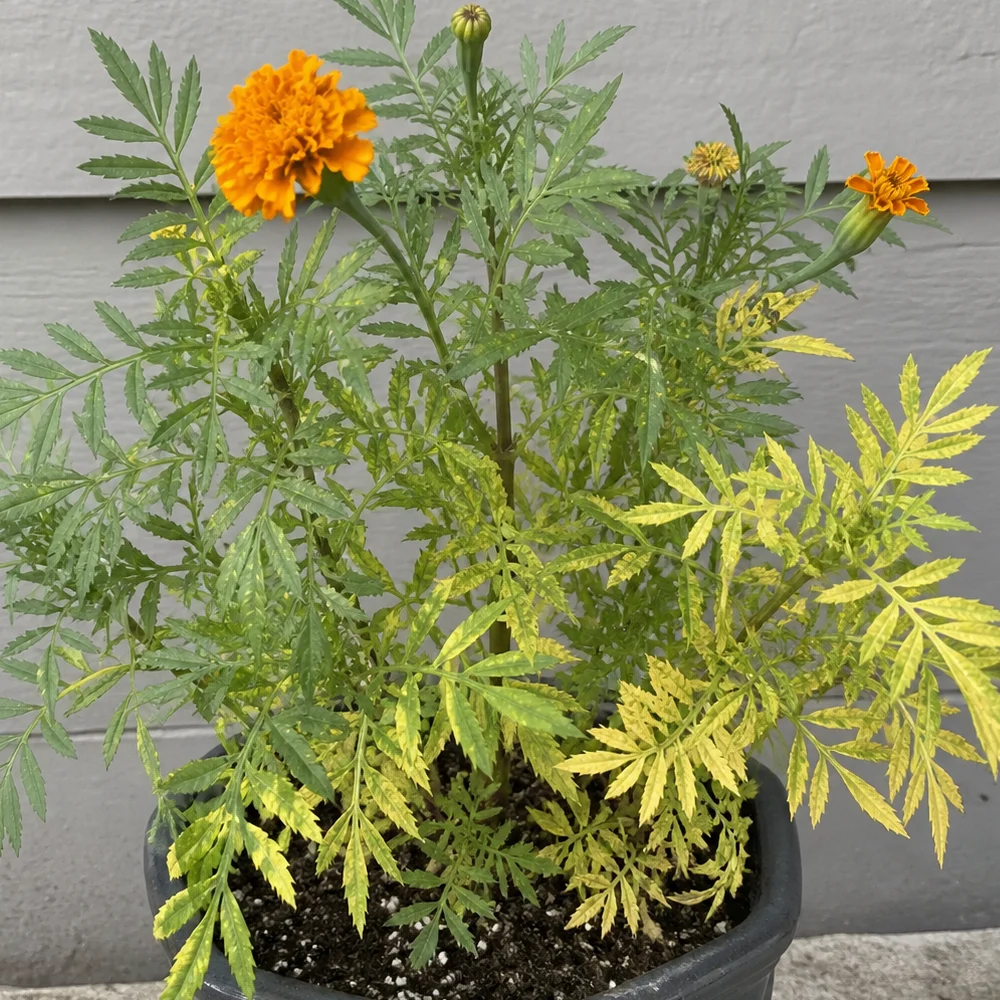 Why Are Marigold Leaves Turning Yellow?
