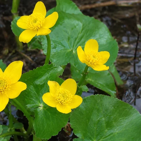 Marsh Marigold (Caltha palustris) plant