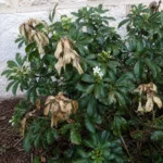 Mexican Orange Blossom Frost Damage: Brown Leaves, Dieback, and Recovery Care