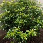 Mexican Orange Blossom Not Flowering: Why Blooms Fail and How to Fix It
