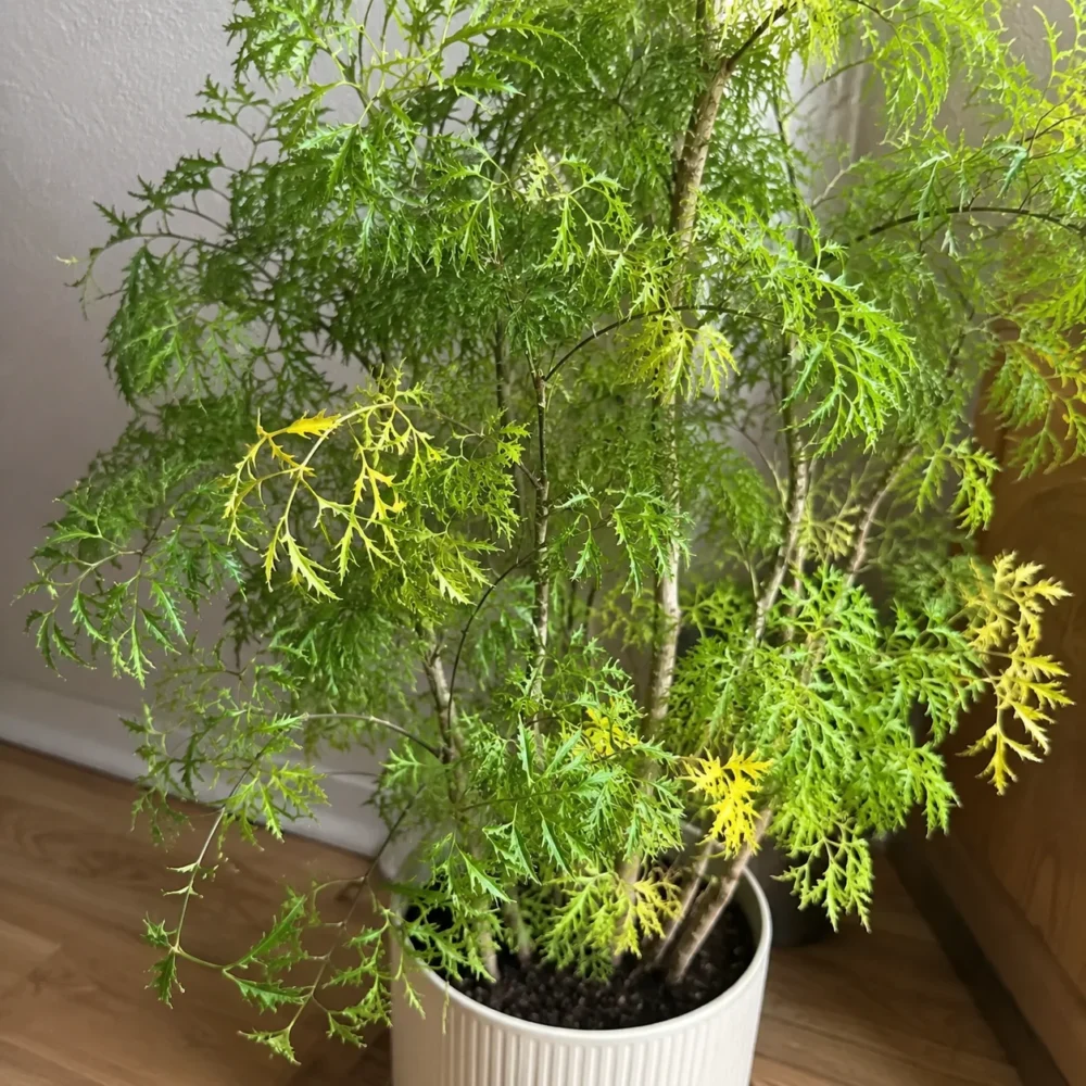 Why Are Ming Aralia Leaves Turning Yellow?