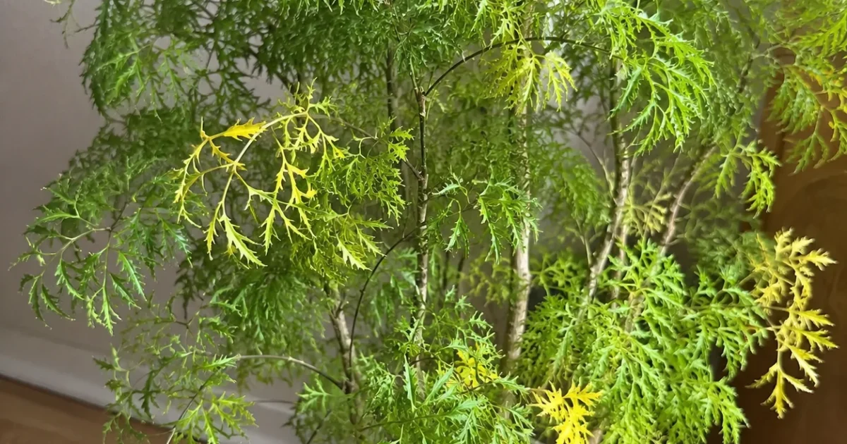 Why Are Ming Aralia Leaves Turning Yellow? | Plantgeh