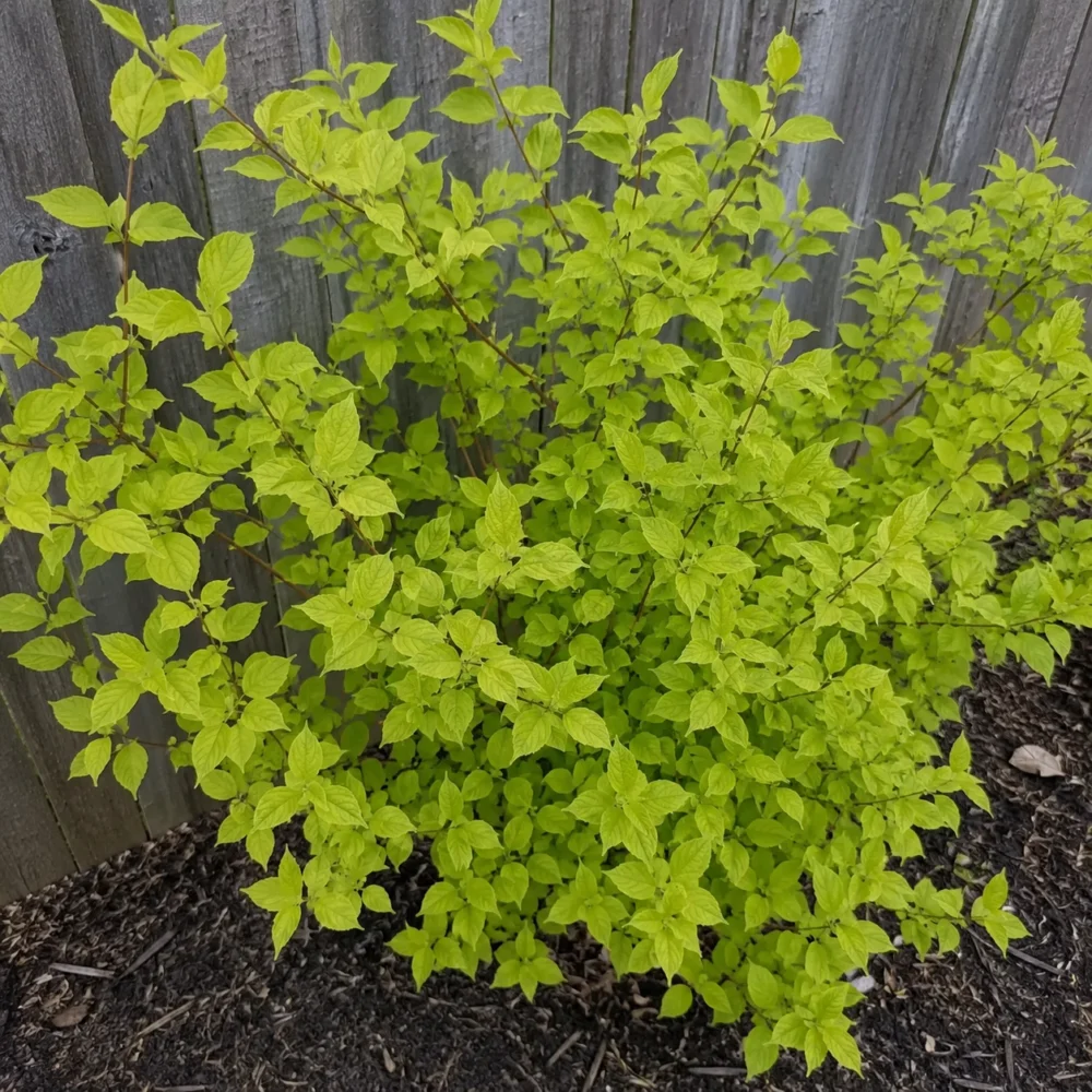Mock Orange Not Blooming: Pruning Mistakes, Shade, and How to Restore Flowers