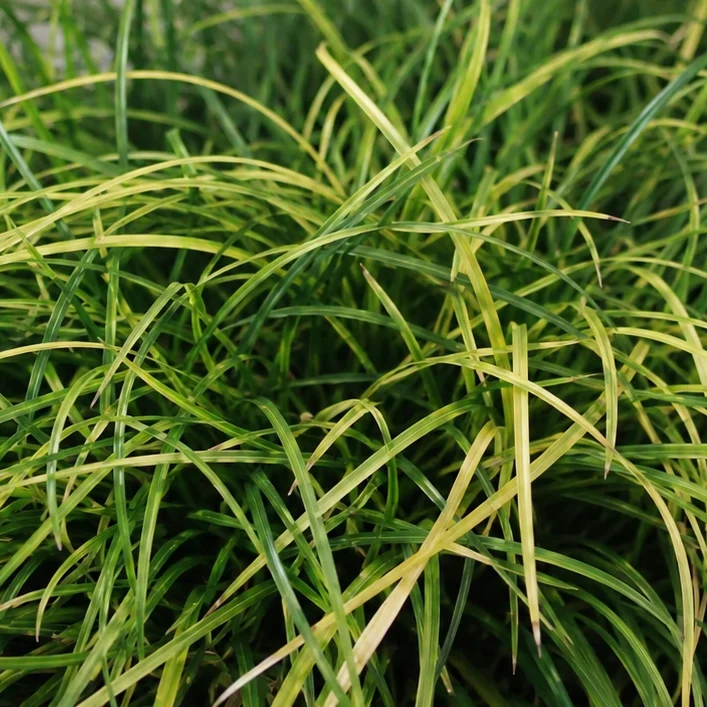Why Is Mondo Grass Turning Yellow? Causes and Solutions