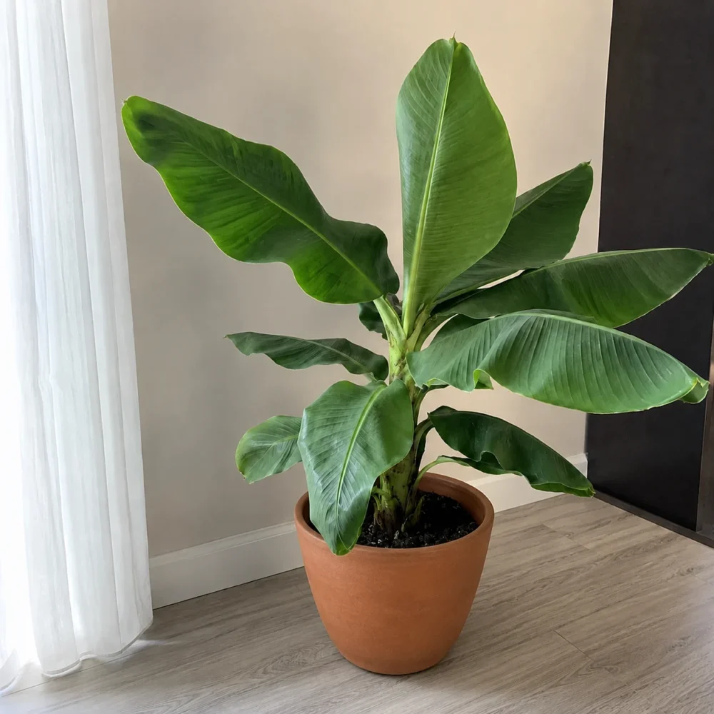 Musa ‘Dwarf Cavendish’ plant