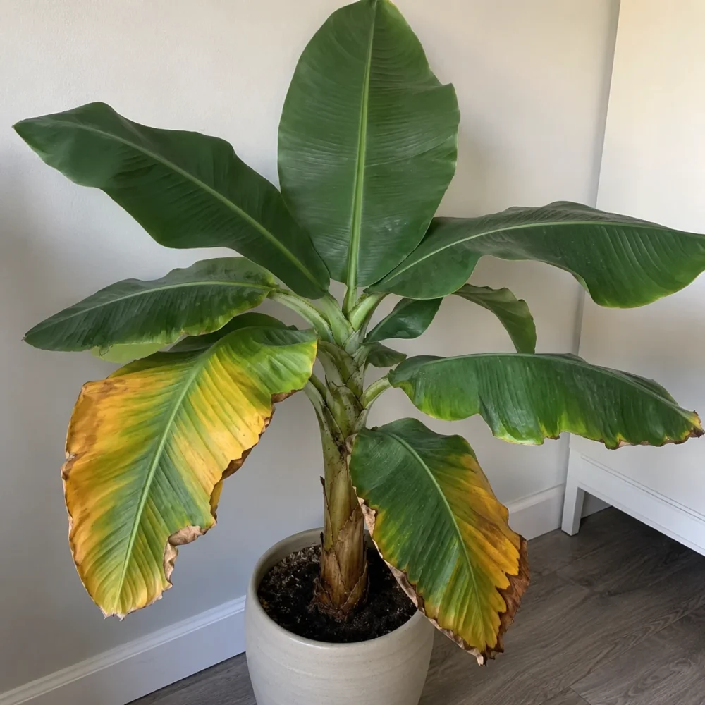 Musa ‘Dwarf Cavendish’ (Dwarf Banana) Yellow Leaves: Causes and How to Fix It