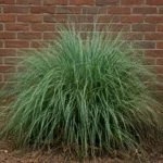 Pampas Grass No Plumes: How to Fix It