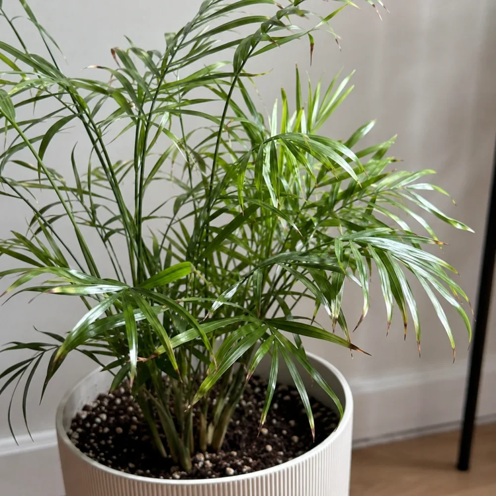 Parlor Palm Brown Tips: Why Fronds Crisp and How to Fix Them