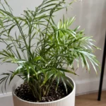 Parlor Palm Brown Tips: Why Fronds Crisp and How to Fix Them