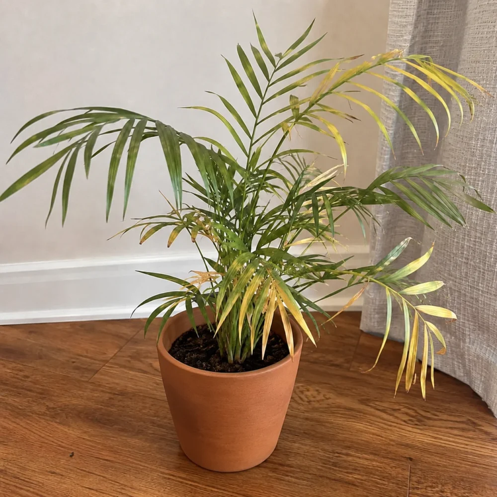 Parlor Palm Leaves Turning Yellow: How to Fix It