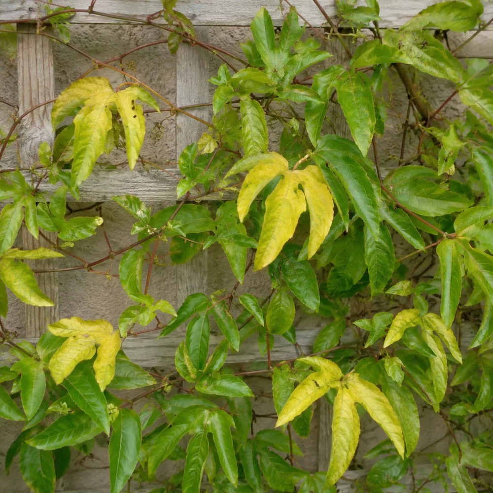 Passion Flower Leaves Turning Yellow: Causes and Solutions