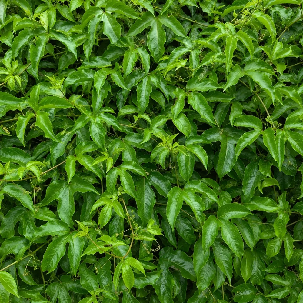 Passion Flower Not Blooming: Why Vines Grow Leaves but No Flowers