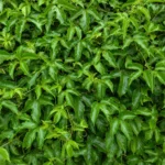 Passion Flower Not Blooming: Why Vines Grow Leaves but No Flowers