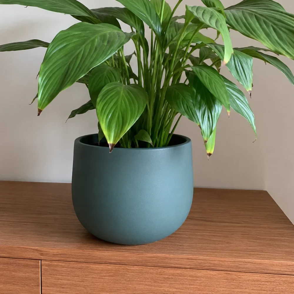 Why Are My Peace Lily Leaf Tips Turning Brown?