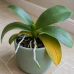Why Are My Phalaenopsis Orchid Leaves Turning Yellow?
