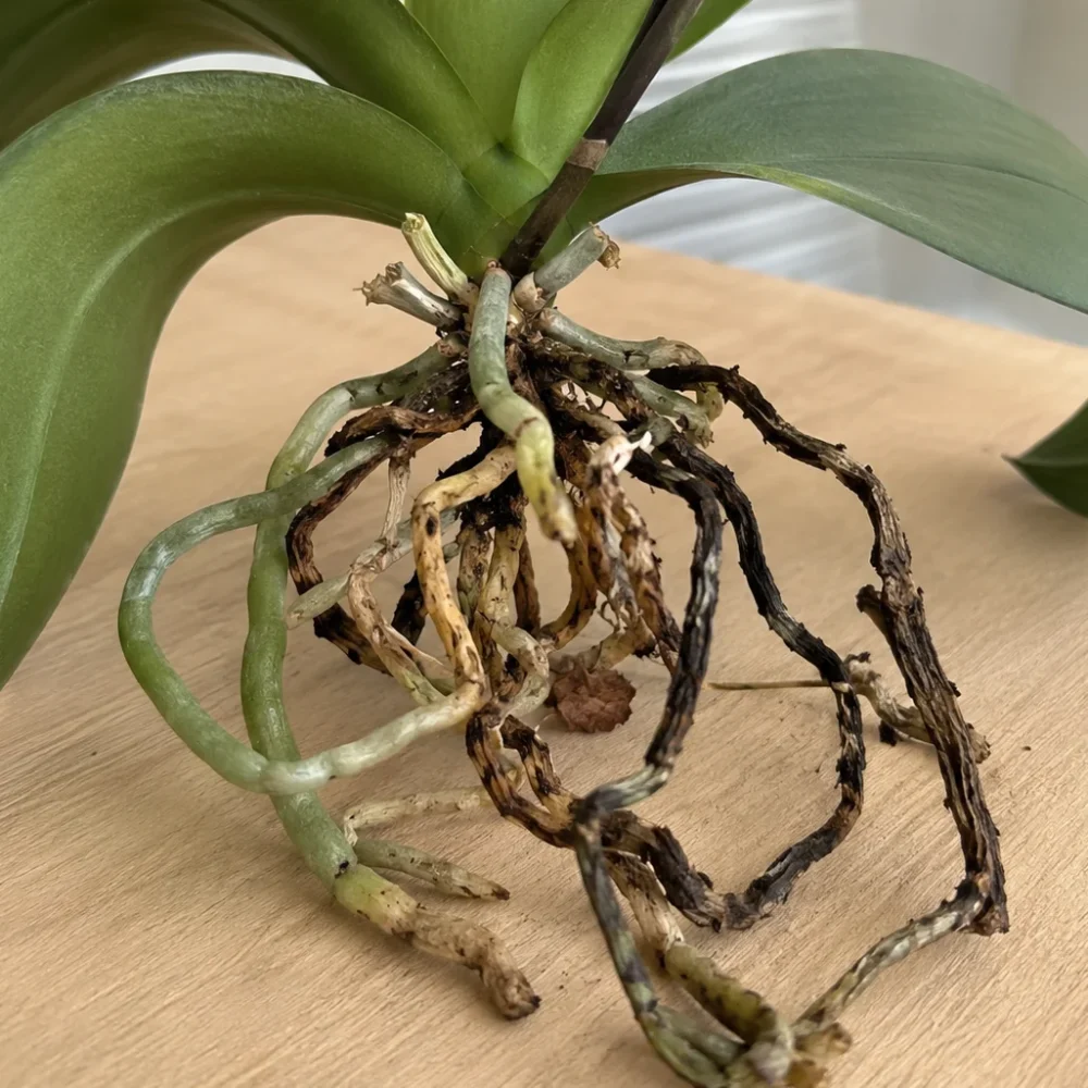 Phalaenopsis Orchid Root Rot: Mushy Roots, Limp Leaves, and How to Save It