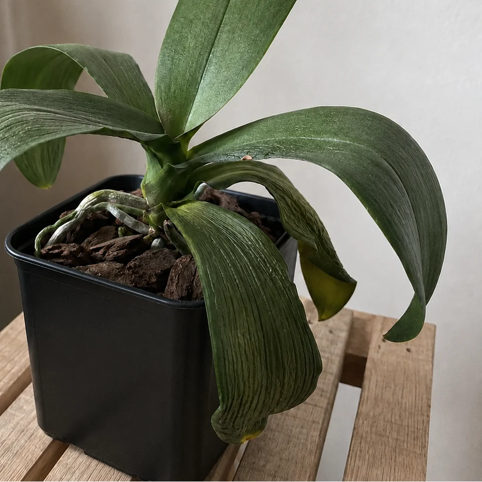 Phalaenopsis Orchid Wrinkled Leaves: Why They Go Limp and How to Fix Them